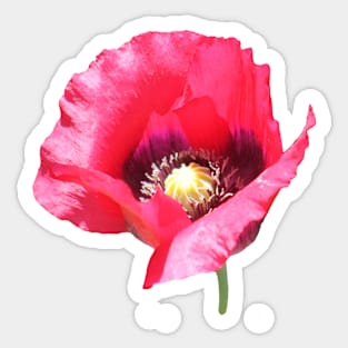 Poppy Sticker